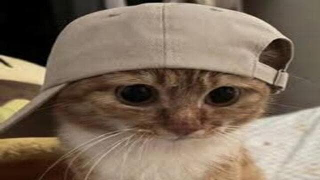 Image for CapCat